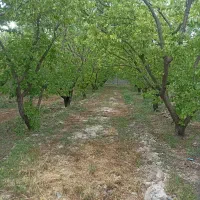 تنهاتر زمین و باغچه با خودرو