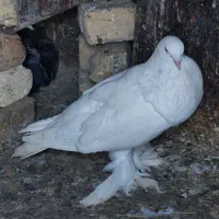 کبوتر بادکنکی