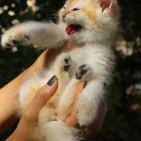 گربه نژاد بریتیش