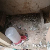 جفتگاه کفتر