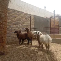 میش