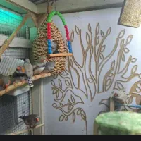 حراج فنچ مولد