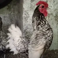 سیبرایت و رزکامب