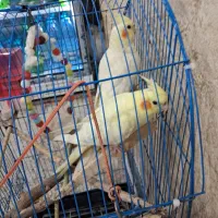 عروس هلندی لوتیتو ماده