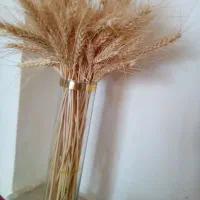 کلدون شیشه ای با گندوم