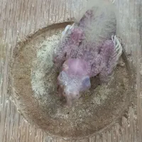 جوجه عروس هلندی یکماهه