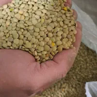 عدس بوجاری شده تمیز زودپز و برا بذر یکدست۱۹۵ تومن