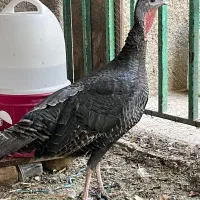 بوقلمون ماده تخم گذار