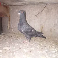 جوجه زرد دم سفید   جوجه سرخ نرجوجه زاغ موشی نر