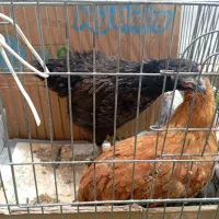 جوجه محلی دوماهع سه ماهع