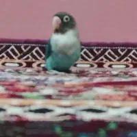 طوطی  برزیلی اهلی