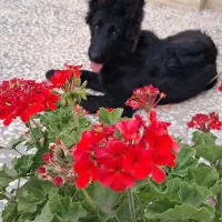 سگ اصیل ژرمن بلک