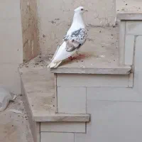 کفتر|پرنده|بروجرد, |دیوار