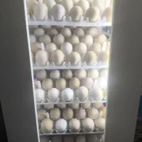 دستگاه جوجه کشی هدایت