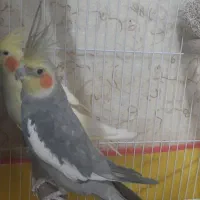 عروس هلندی جفت مفت مفت