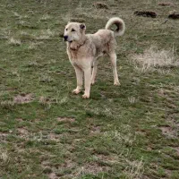 سگ سرابی سه ساله