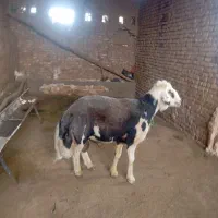 قوچ پلنگی
