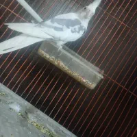 جا ندارم ازش نگهداری کنم