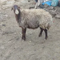 کاور افشاری اصل