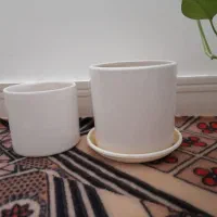 گلدون