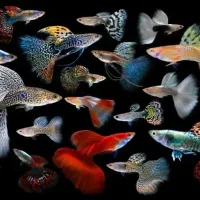 ماهی گوپی مولد