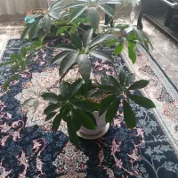 گل شفلرای چتری