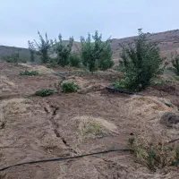 فروش باغ جاده کامیاران