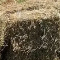 علف تازه