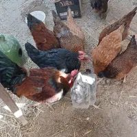 مرغ و خروس