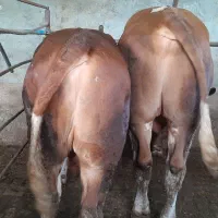 گاو گوساله گوشتی