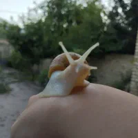 جوجه حلزون آچاتینا