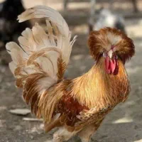 خروس زینتی