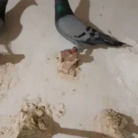 کفتر