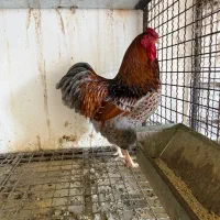 خروس تک ویاندوت بلو رد بیگ سایز