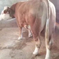 گاو نر سمینتال گوشتی، تخمی اصیل وارداتی