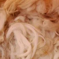 فروش پشم گوسفند و بره.تمیز شوشته شده