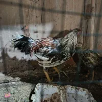 خروس|حیوانات مزرعه|قشم, |دیوار