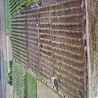 باغ و زمین کشاورزی