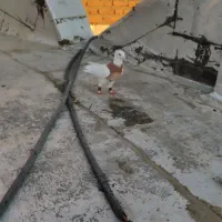 کبوتر طوقی
