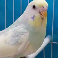 مرغ عشق نژاد دار  ماده آماده