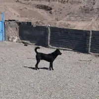 سگ سراب