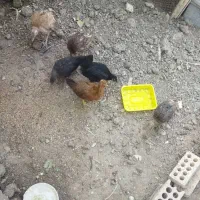 فروش جوجه بوقلمون ومرغ