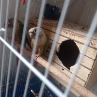 طوطی گرینچنک جفت تخم گذار