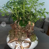 گل بونسای میخک‌هندی
