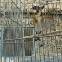 سره سهره مست دیوانه