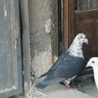 دو عدد کفتر عروسک دست اولی