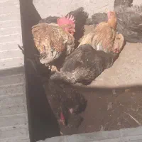 مرغ