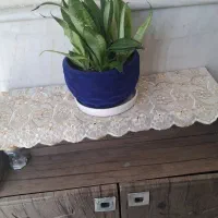 گل سانسوریاباپاجوش زنی خوب بدونه گلدان میفروشم