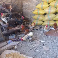 تعدادی خروس چاق