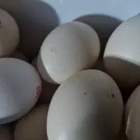 تخم مرع لاری نطفه دار